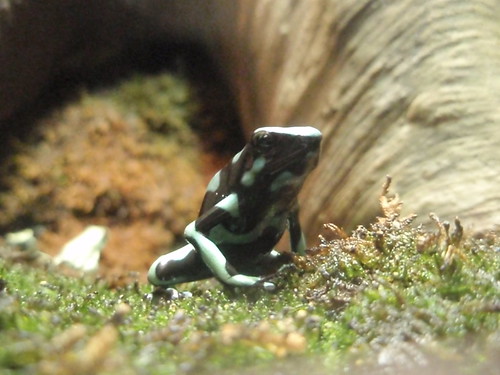 poison dart frog (3)