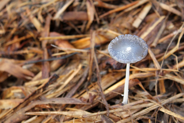 puerto: mushroom