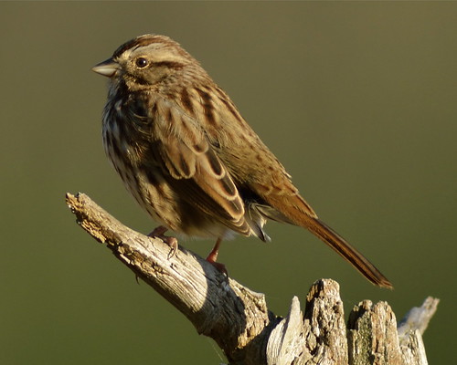 Song Sparrow, Ware, MA by Janaswamy