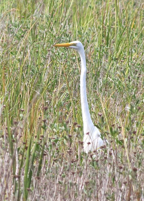Great Egret on the Sally Pierce Nature Trail on Tybee Island 03