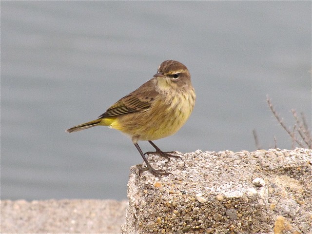 Palm Warbler at Gridley Wastewater Treatment Ponds 03
