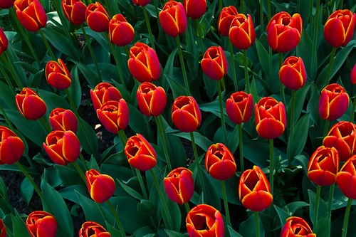 Red Tulips by Abdul Qadir Memon