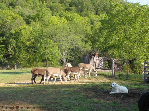 Daisy on donkey guard dog duty (6) - FarmgirlFare.com