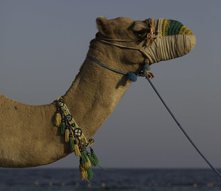 Camel Beauty on the Beaches of Qatar - Middle East | 121001-3549-jikatu