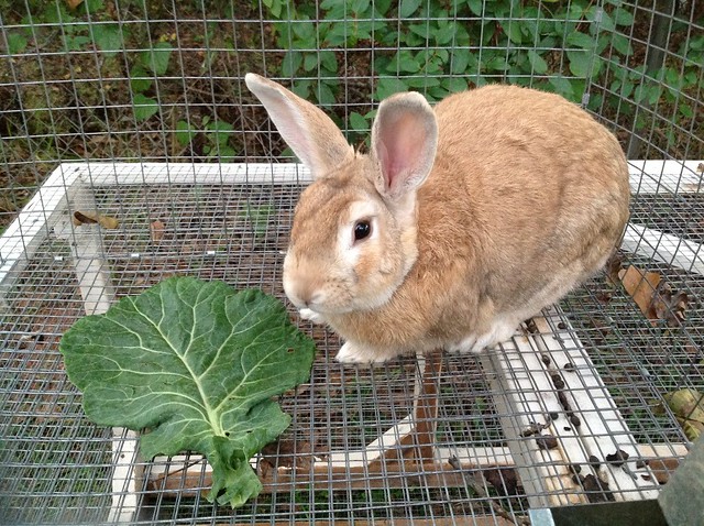 Raising rabbits for meat is a great method for small urban homesteads. We share some of our thoughts on our setup and what has been effective for our homestead. 