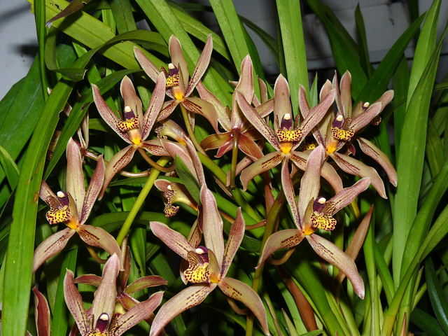 Cymbidium Akaka Falls primary hybrid orchid