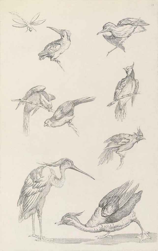 illustration of birds from Huquier's book on Chinese bird species