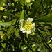 Olivillo de la cordillera (Kageneckia angustifolia) - flor