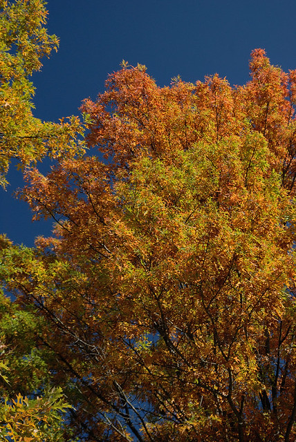 Shaw Nature Reserve (the Arboretum), in Gray Summit, Missouri, USA - autumn tree in orange and green