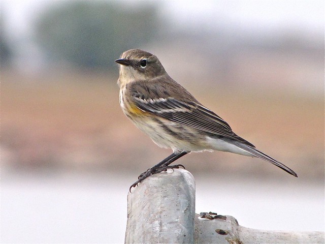 Yellow-rumped Warbler at Gridley Wastewater Treatment Ponds 07