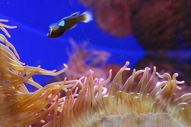 Aquariums at the Denver Zoo