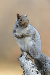 Squirrel_44980.jpg by Mully410 * Images