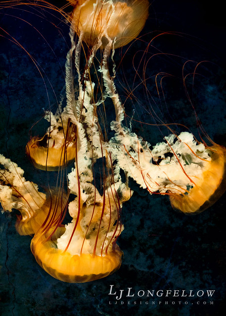 Summer Jellyfish 13/365