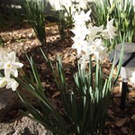Paperwhites (Narcissus papyraceus) - 2