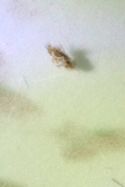 Bed bug cast skin? ID needed [a: not bed bug-related] Â« Got Bed Bugs ...