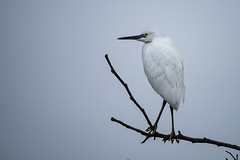 Birds at San Joaquin Wetlands