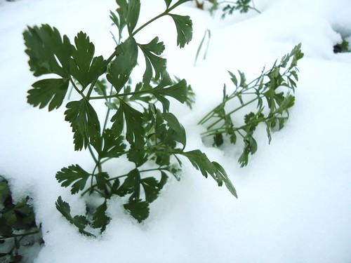 cold hardy parsley