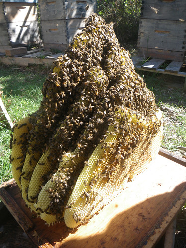 natural comb extending two brood boxes