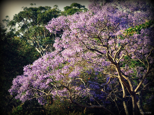 Jacaranda in Sydney