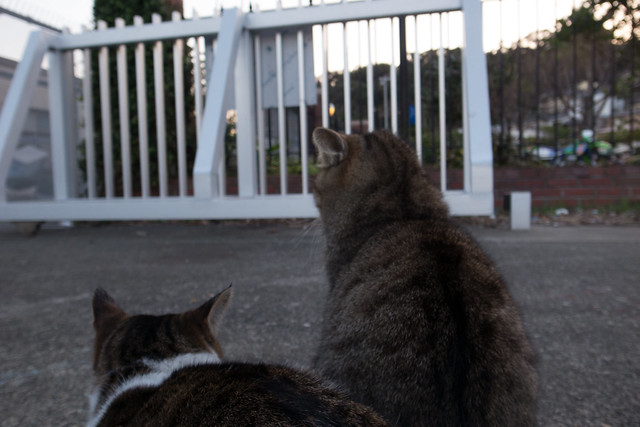 Enoshima cats