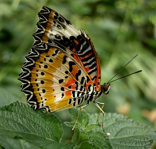 butterfly13