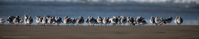 美國加州的候鳥群。（照片：mikebaird。）