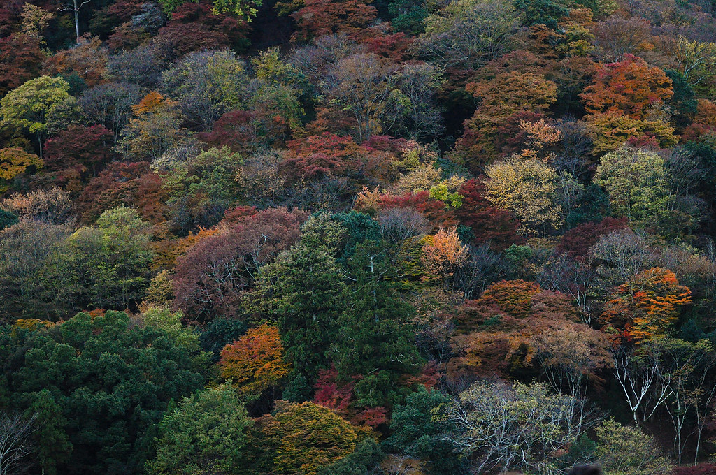 Arashiyama Autumn Hillside
