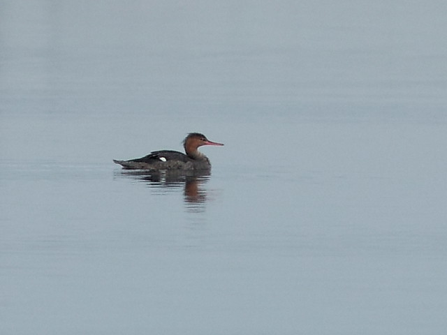 Distant Red-breasted Merganser 2-20121127