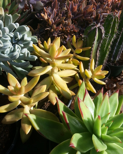 Colorful Succulents in the Morning Sun by stevetoearth