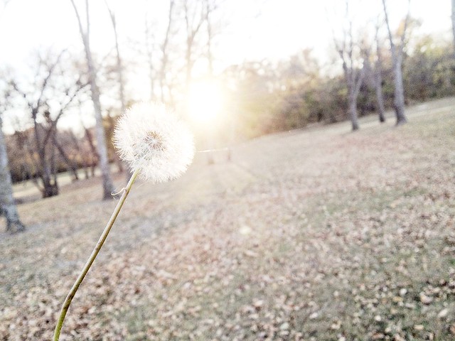 dandelion in the sun