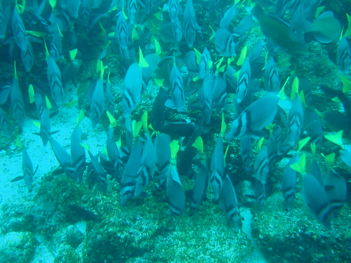 A school of fish in the Galapagos Islands