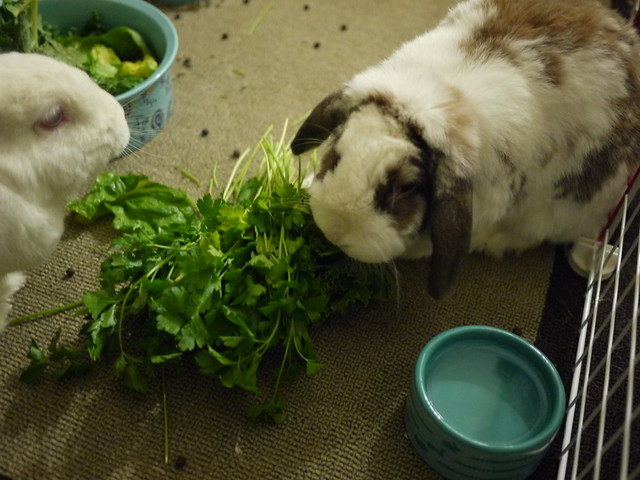 betsy nomming on parsley