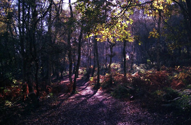 Bulkeley Hill Wood