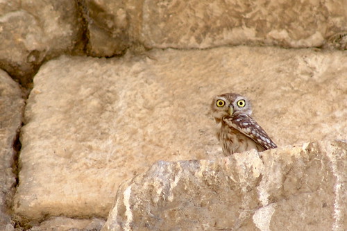 A Little Owl from Apamea by CharlesFred