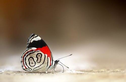 number-8-butterfly