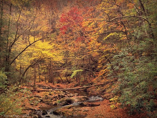 Fall in the Smoky Mountains... iPhone! by toryporter (back... never catching up!)
