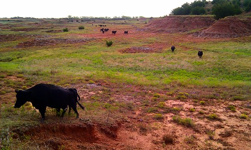 The cows like to graze on the least accessible red flats.