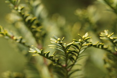 Podocarpaceae
