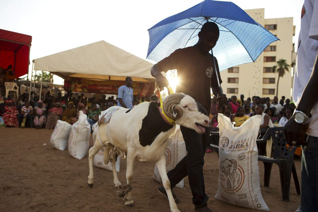 Abdou Aziz Mare uses an umbrella to protect his sheep Dogo from the sun