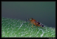 Hymenoptera/Encyrtidae