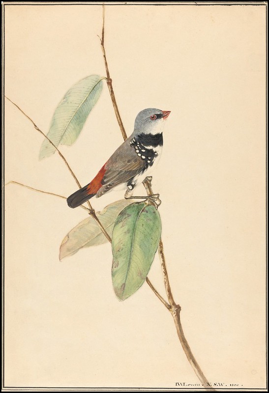 Spotted Side-Finch (Diamond Firetail) - Stagonopleura guttata 1800