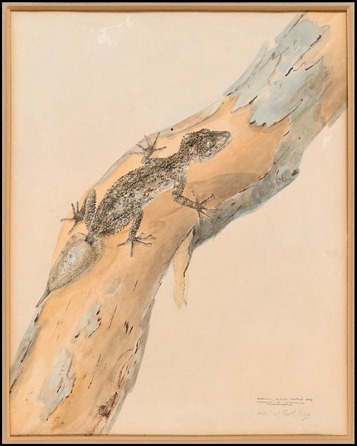 The southern leaf tailed gecko (Phyllurus platurus) 1807