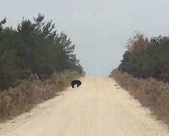  Florida Black Bear Zoomed In 