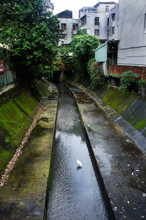 東區街道殘存的柳公圳支流，雖然看起來像臭水溝，卻有小白鷺前來覓食。