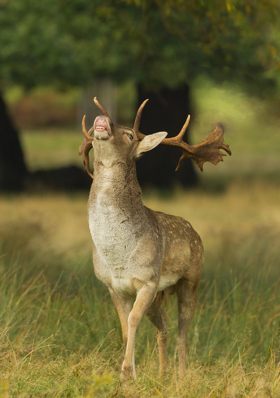 fallow deer buck calling edited