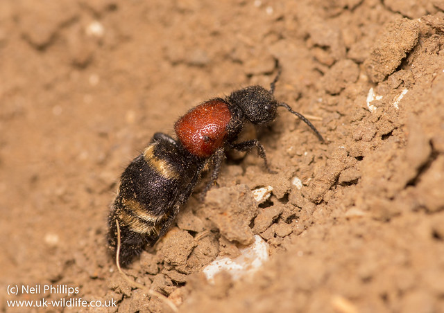 large velvet ant - Mutilla europaea 3