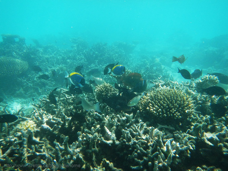 珊瑚森林 (29)