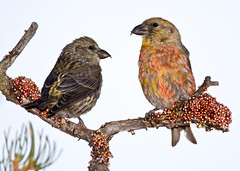 Sparrows, Towhee, Finches, Larks