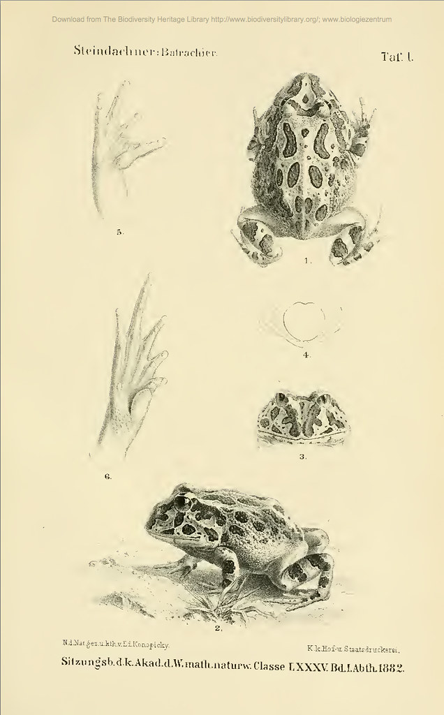 <i>Ceratophrys stolzmanni</i> Sapo bocón del Pacífico