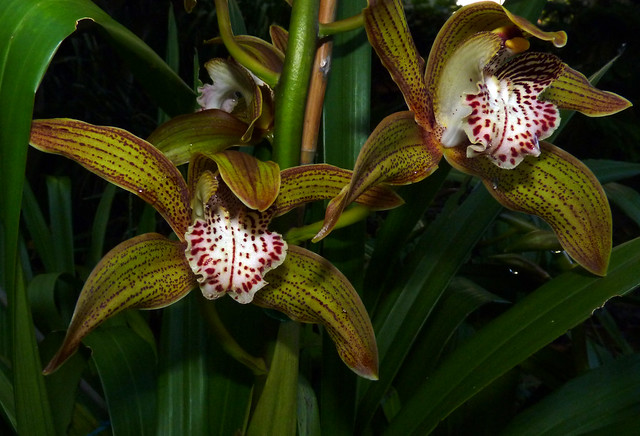 Cymbidium Moira 'Del Norte' hybrid orchid 11-12